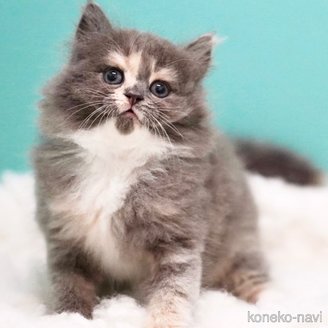 販売中の東京都のサイベリアン-117200の9枚目